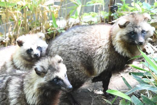 飼育員による動物のおはなしタヌキ編