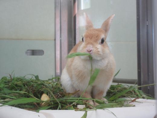 飼育員による動物のおはなしうさぎ編
