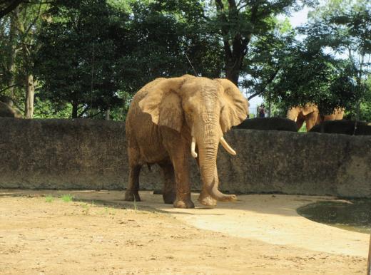 うらがわ探検ゾウ舎