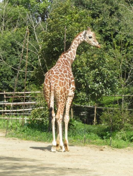 うらがわ探検キリン舎