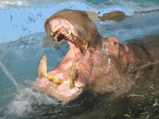 飼育員による動物のおはなしカバ編