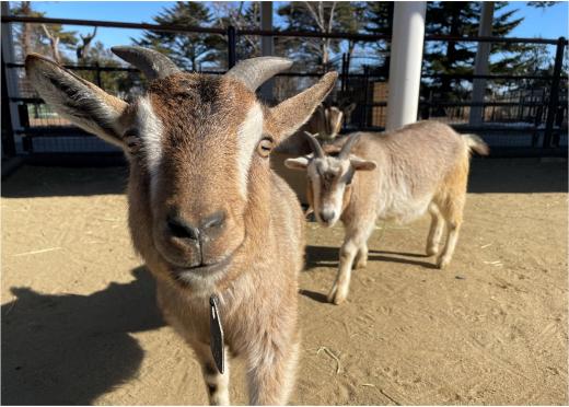 飼育員による動物のおはなしヤギ編