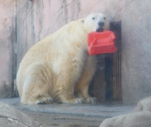 ホッキョクグマのカイ