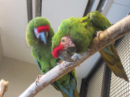 飼育員による動物のおはなしミドリコンゴウインコ編