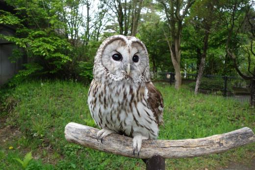 飼育員による動物のおはなしフクロウ編