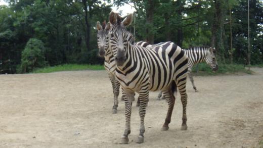飼育員による動物のおはなしシマウマ編