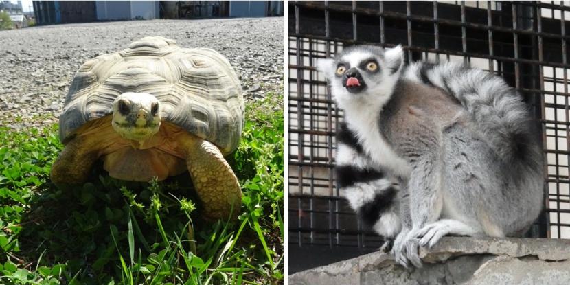 マダガスカルデー