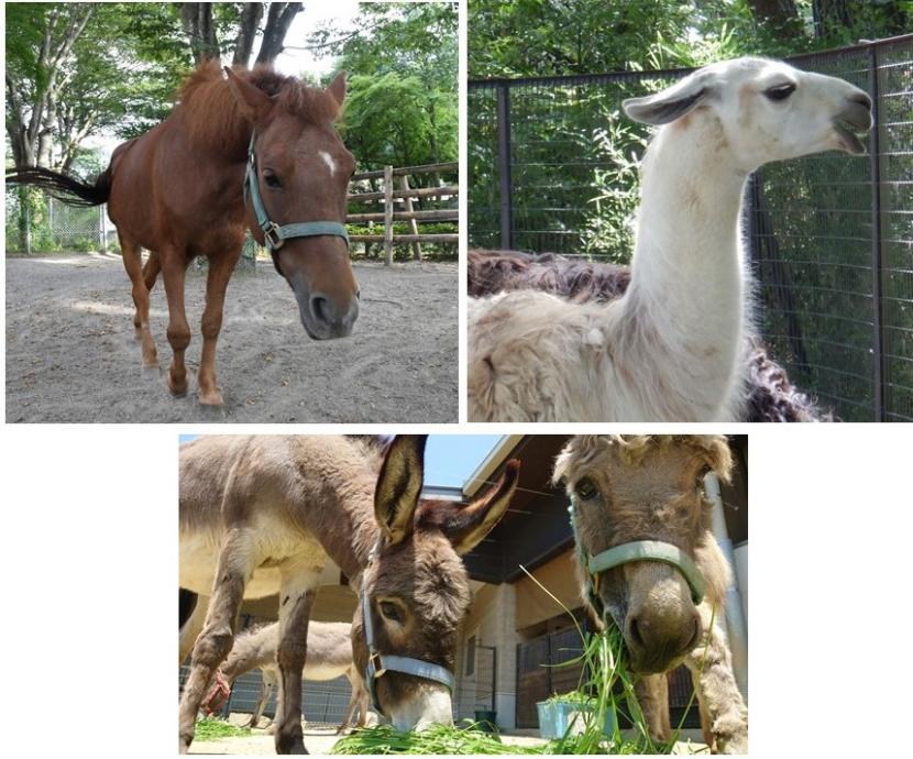 9月飼育員による動物のおはなし