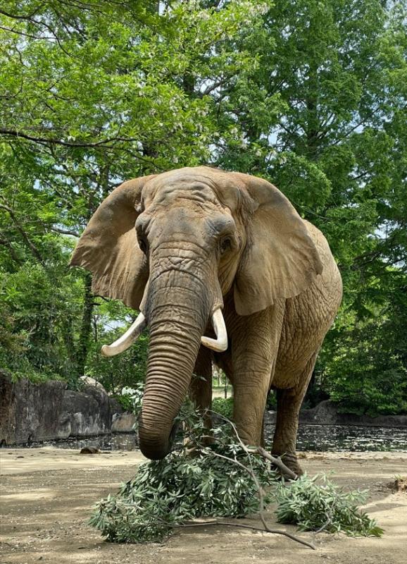 国内最高齢のアフリカゾウのメアリー