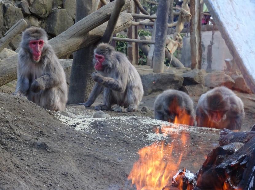 サル山で焚火をしている様子