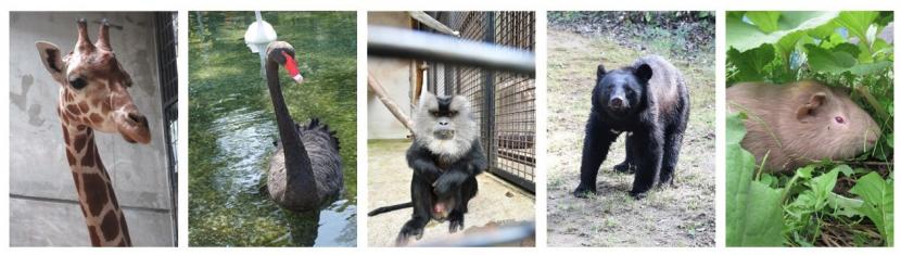 11月飼育員による動物のおはなし