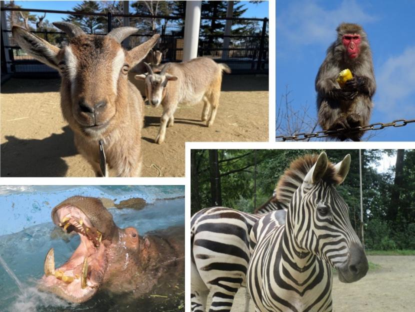 飼育員による動物のおはなし