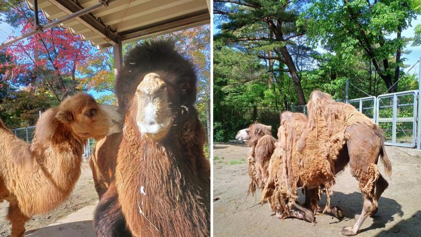 ラクダだってクールビズ