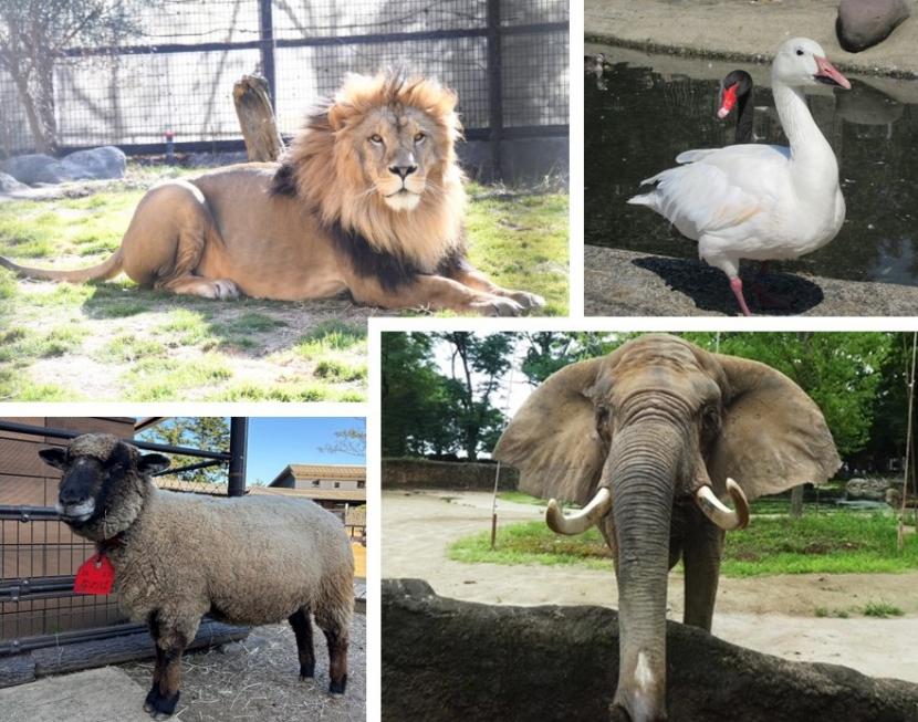 飼育員による動物のおはなし