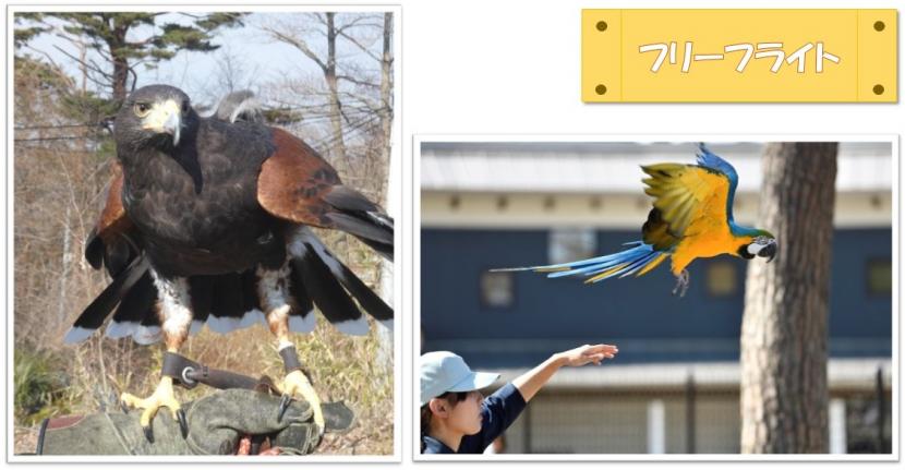 フリーフライト