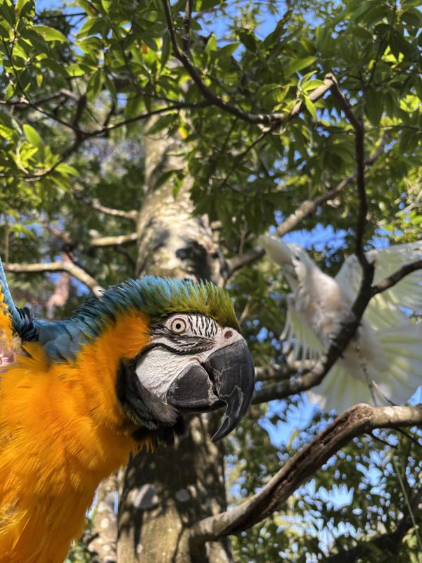 オウムインコデー