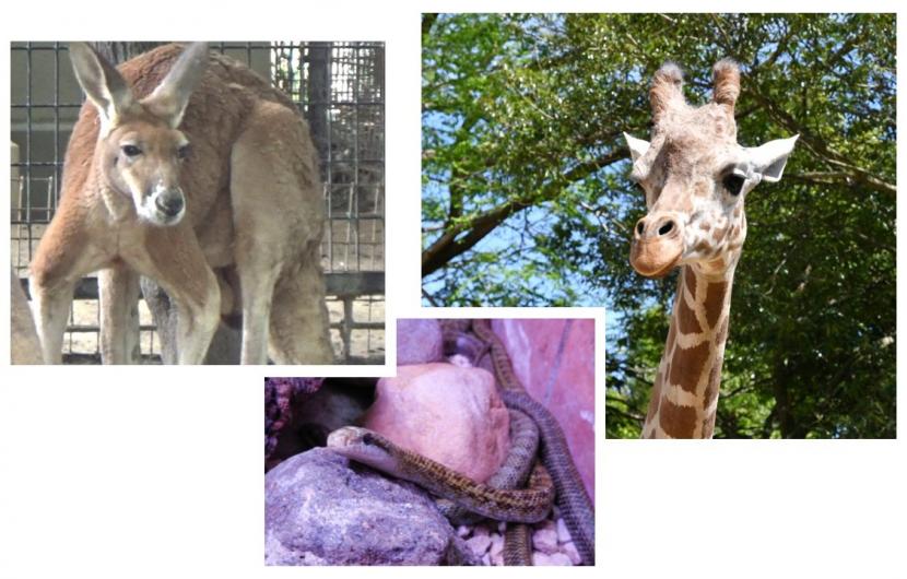 飼育員による動物のお話