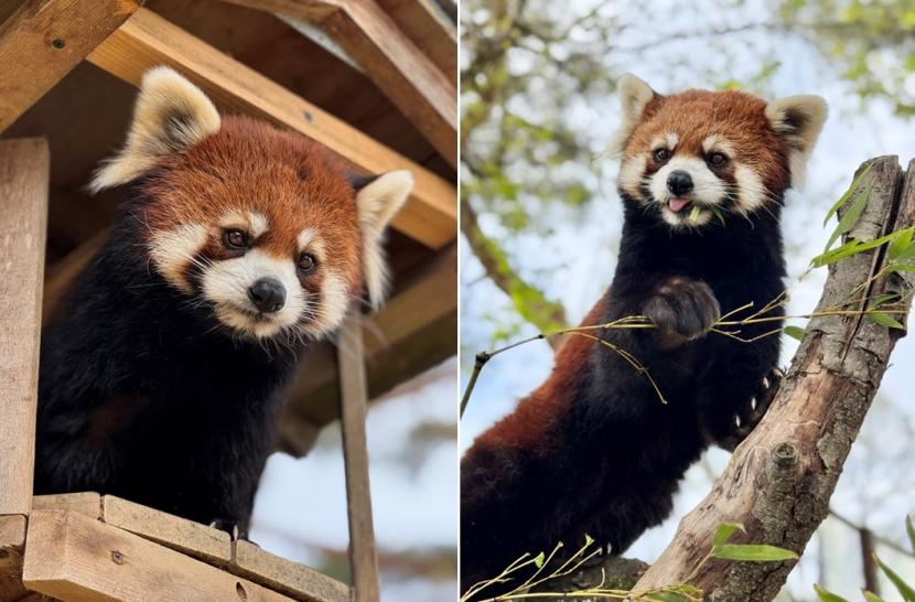国際レッサーパンダデー
