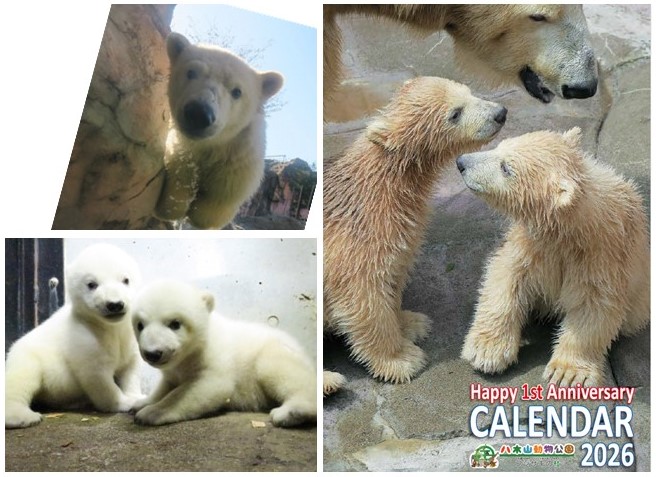 ホッキョクグマカレンダー