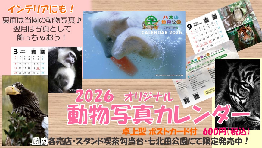 動物写真カレンダー販売中