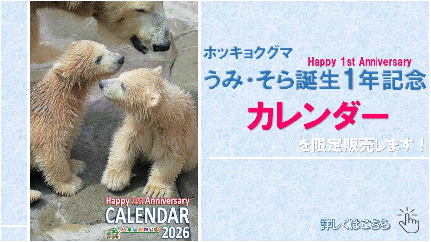 ホッキョクグマうみとそら誕生1年記念カレンダー販売のおしらせ