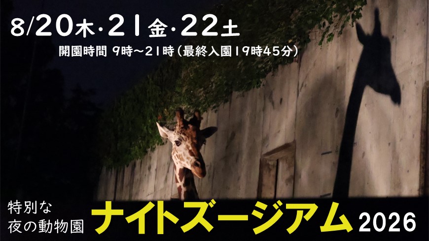 ナイトズージアム2026
