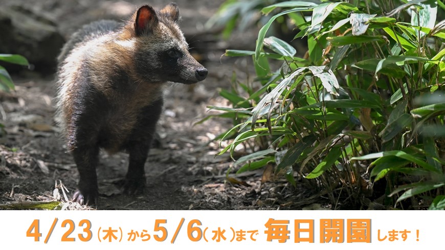 4月23日から5月6日まで毎日開園します
