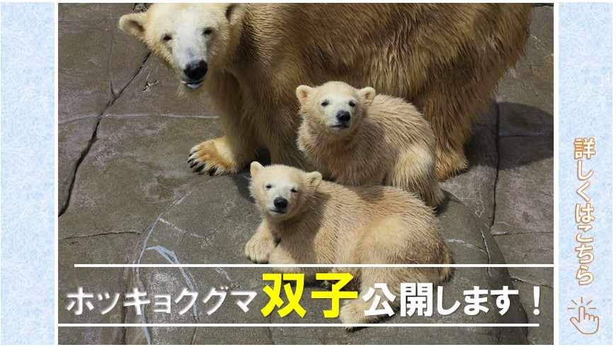 ホッキョクグマ双子公開します
