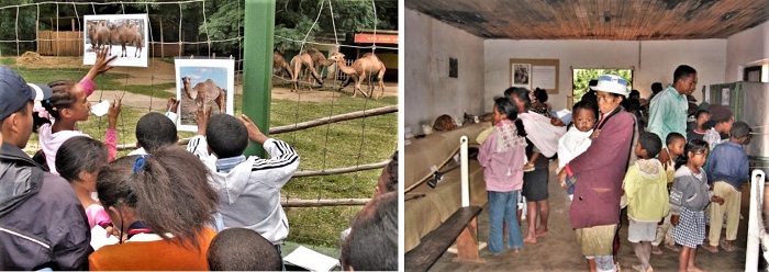 マダガスカルの動物園　ラクダ観察・移動動物園