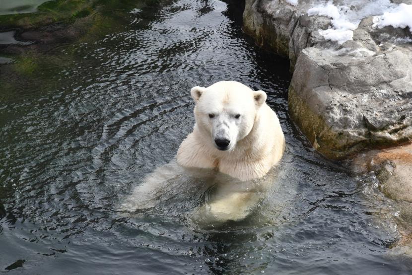 ホッキョクグマカイ