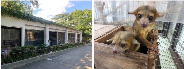 キンカジュー