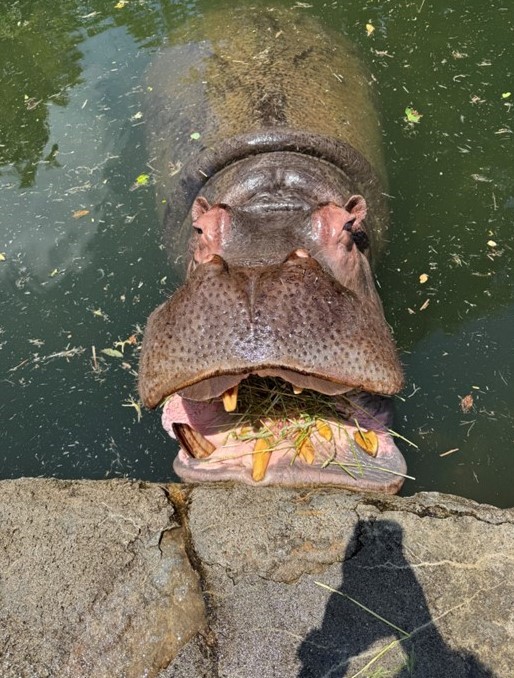カバ