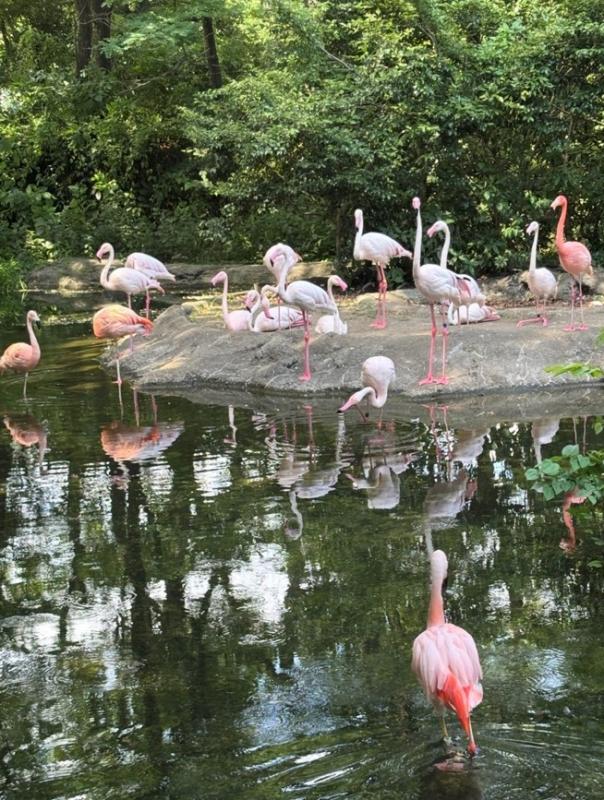 フラミンゴ展示休止