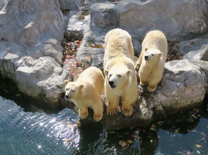 ホッキョクグマの展示