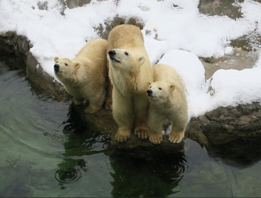 ホッキョクグマの展示時間