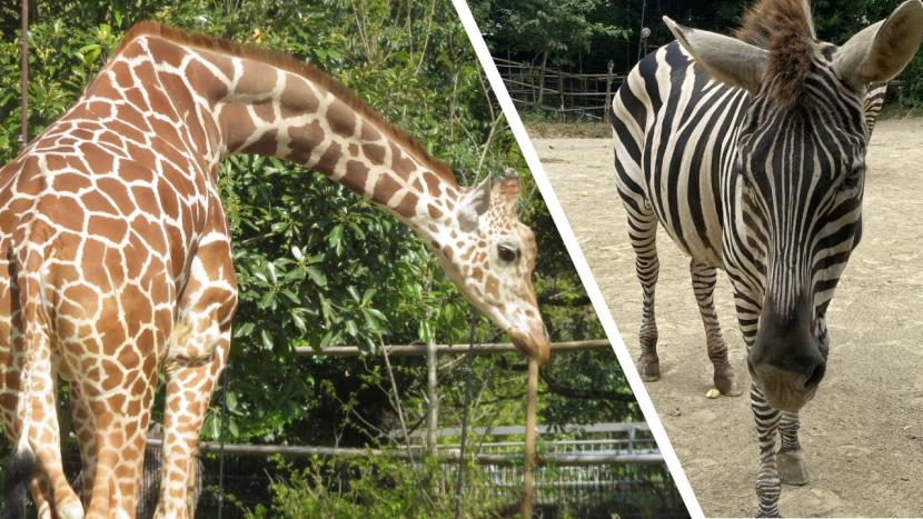 キリンとシマウマ