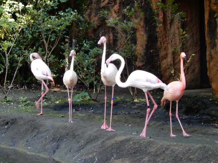 フラミンゴ展示再開