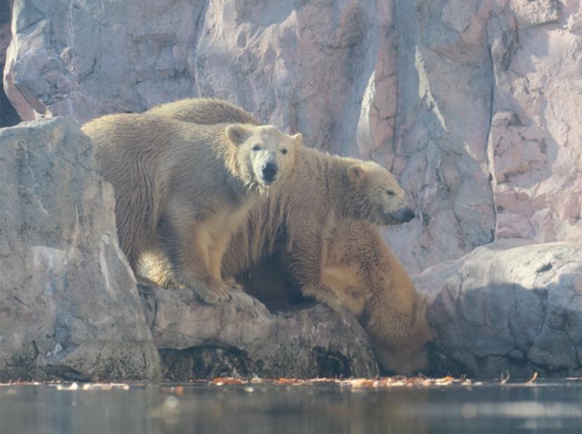 ホッキョクグマ親仔