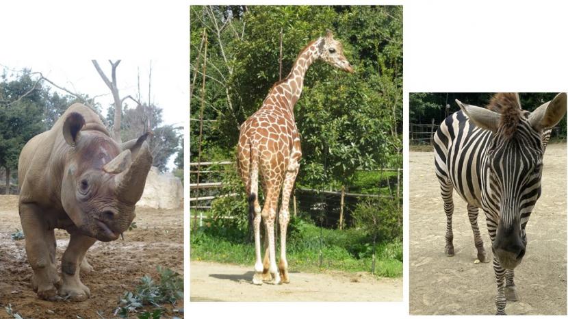 再整備工事に伴う動物展示のお知らせ