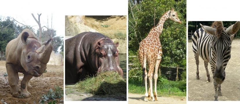 クロサイカバキリンシマウマ