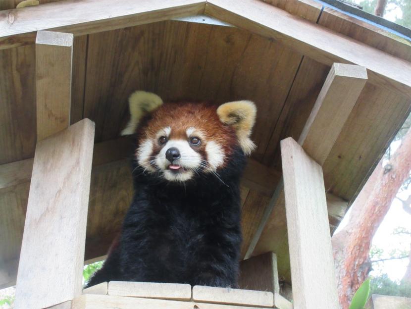 レッサーパンダ