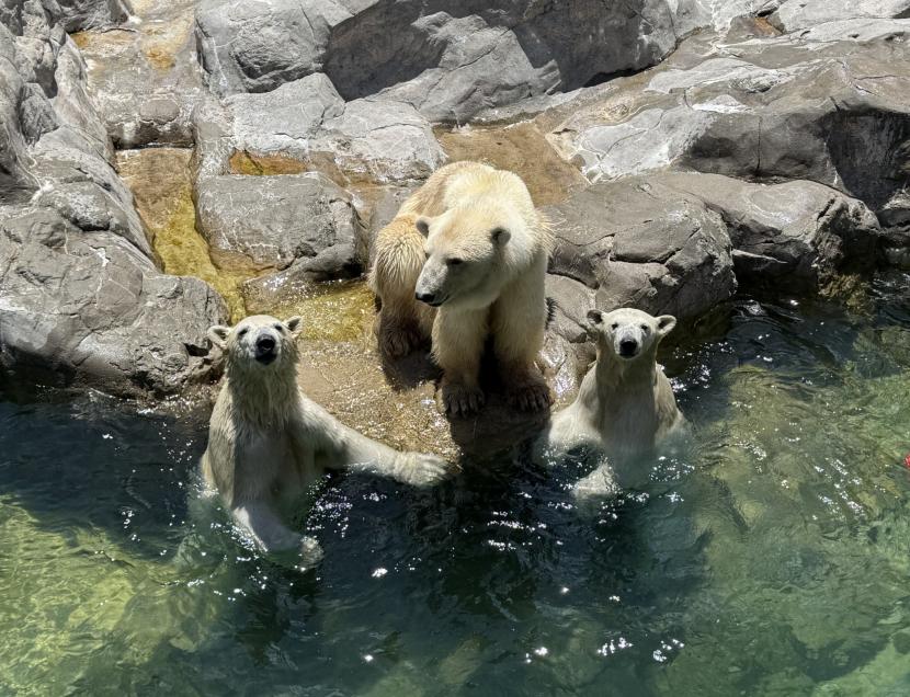 ホッキョクグマの親子