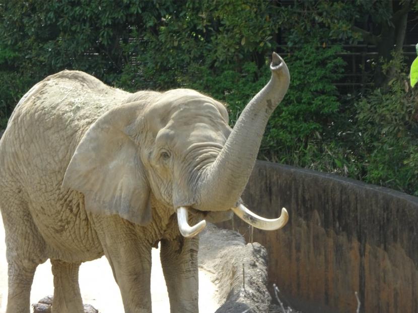 アフリカゾウのメアリー