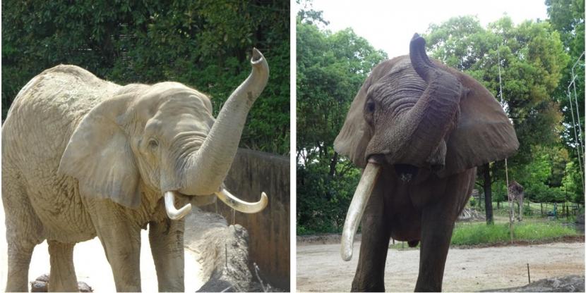 アフリカゾウのメアリーとベン