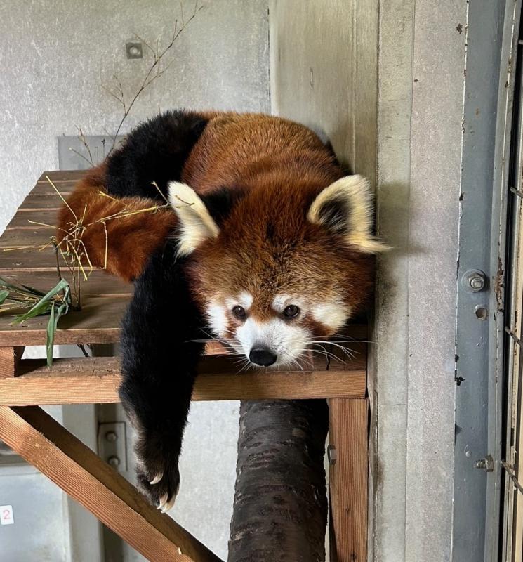 レッサーパンダのティエン