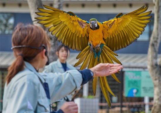 フリーフライトの写真