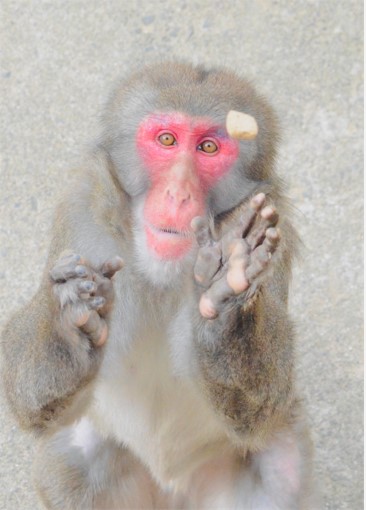 ニホンザルの写真