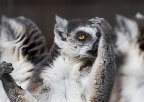 ワオキツネザルの写真