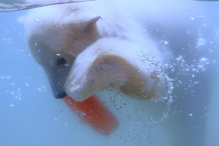 ホッキョクグマの写真