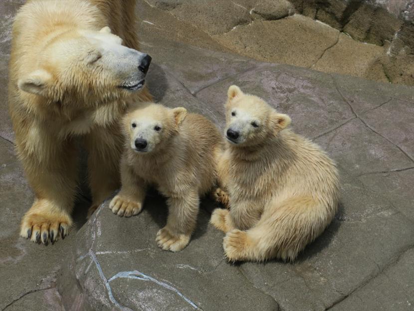 ホッキョクグマの親子